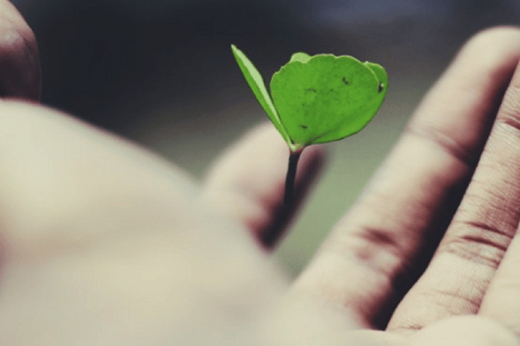Hand holding a small green plant.