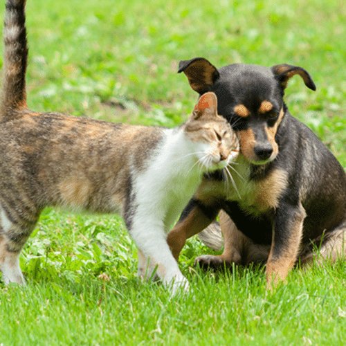 A playful dog and cat frolicking in the grass together.